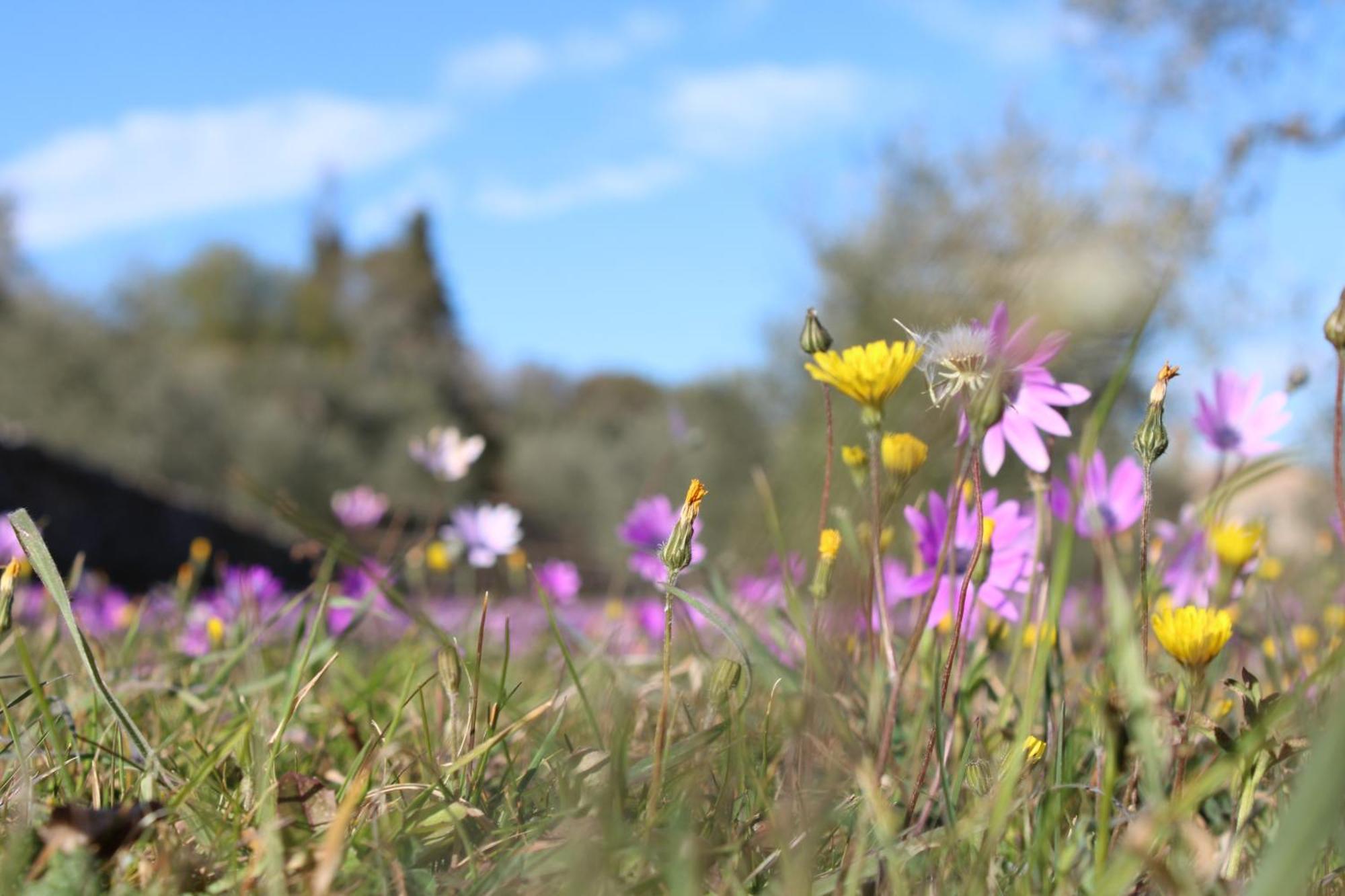 Agriturismo Il Caggio سوفيتشيلي المظهر الخارجي الصورة