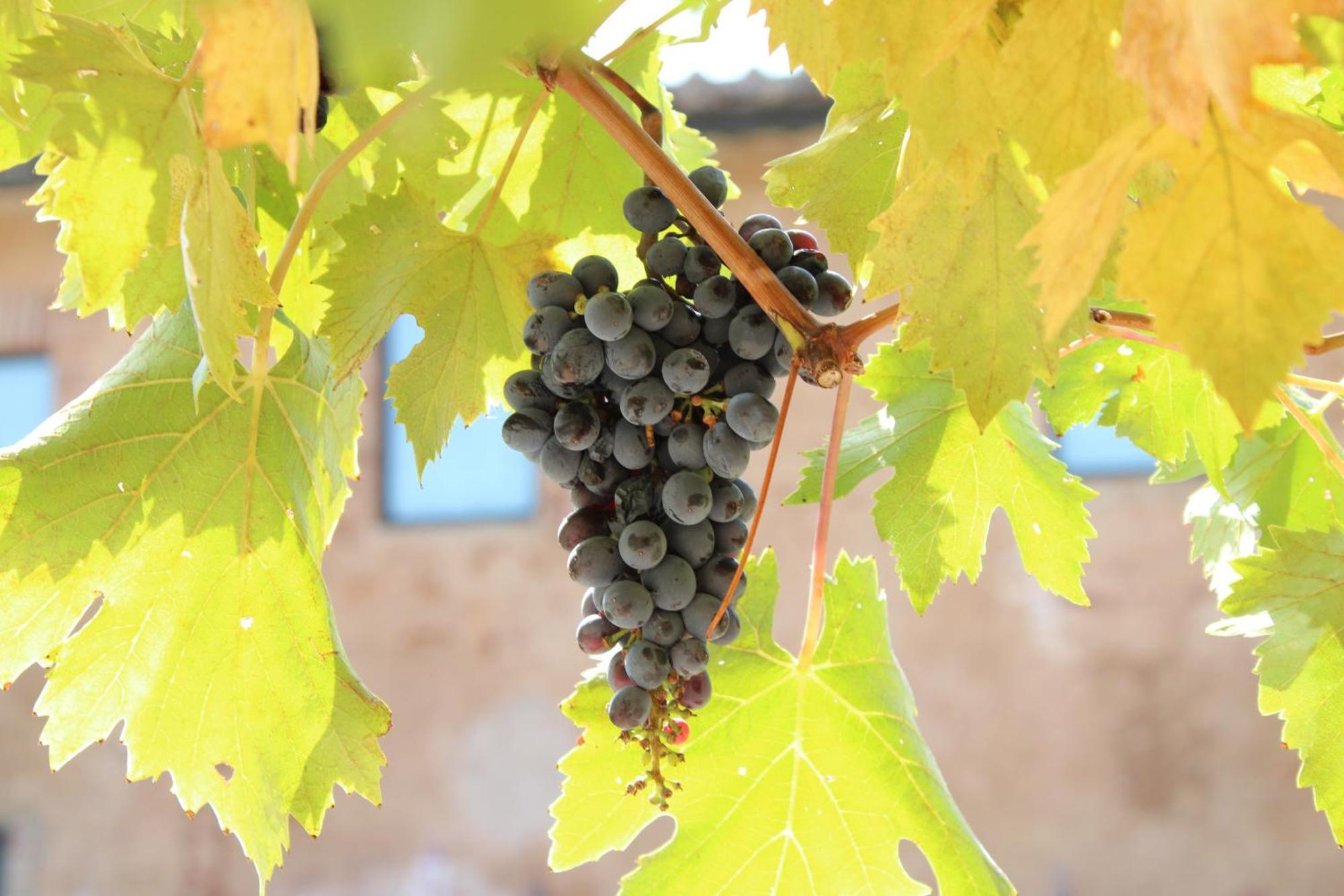 Agriturismo Il Caggio سوفيتشيلي المظهر الخارجي الصورة
