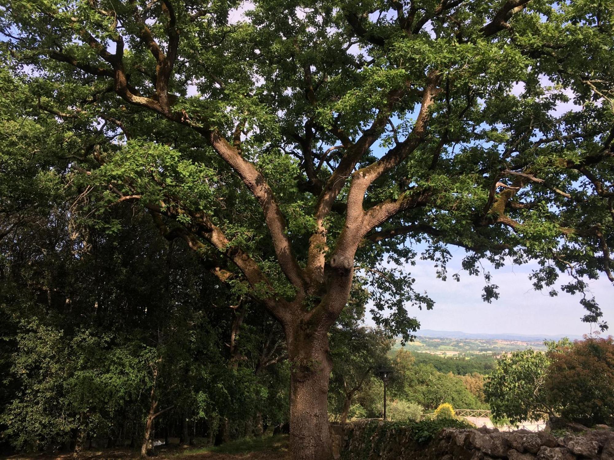 Agriturismo Il Caggio سوفيتشيلي المظهر الخارجي الصورة