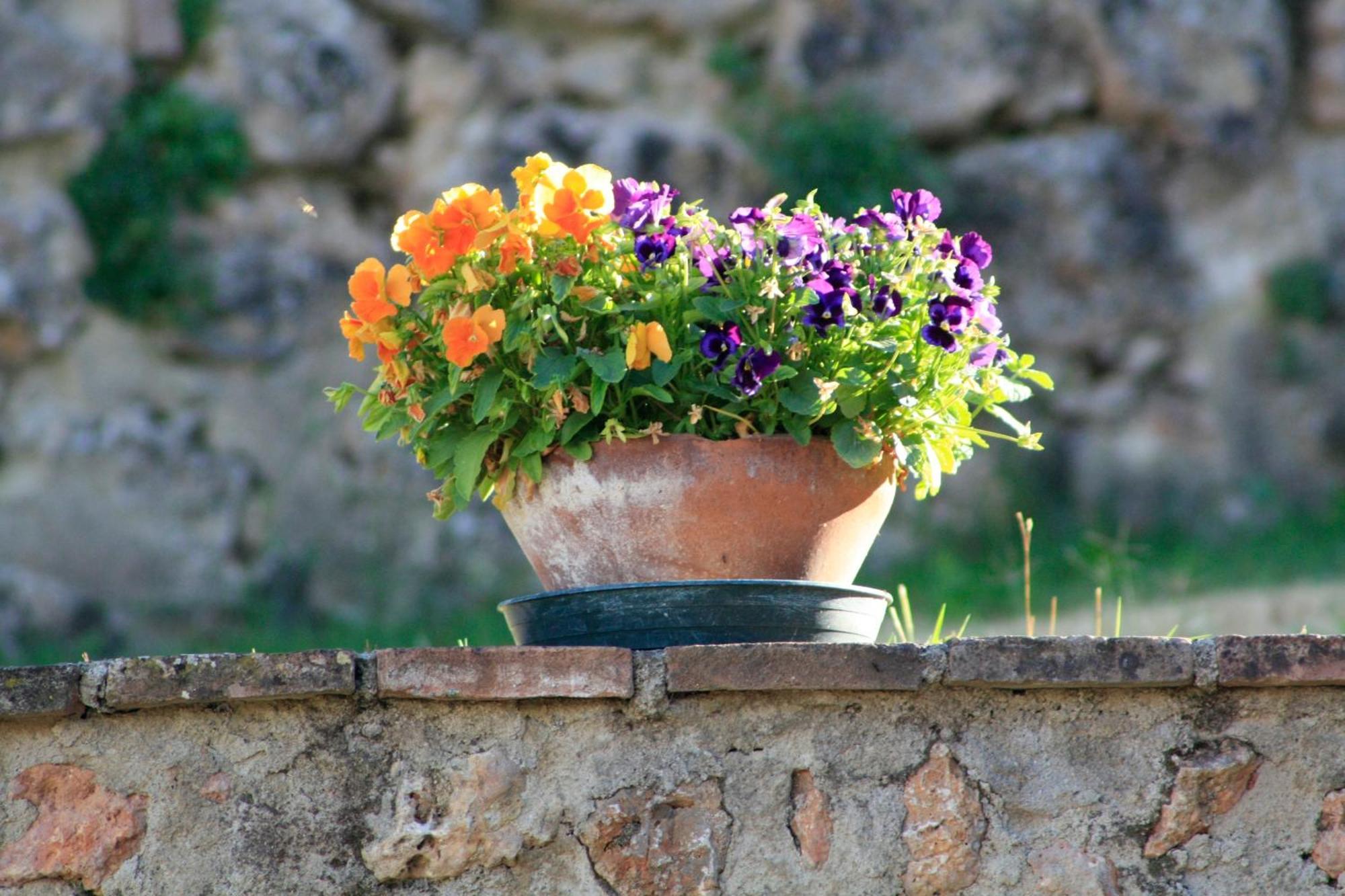 Agriturismo Il Caggio سوفيتشيلي المظهر الخارجي الصورة